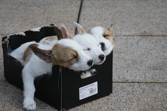 sleep