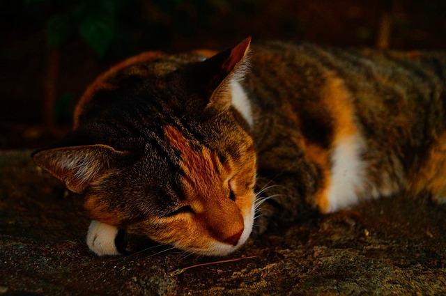 sleep