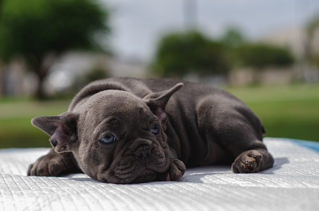 baby