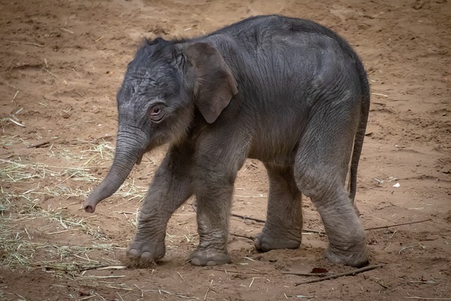 infant